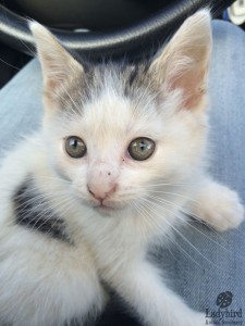Dudley rescue day