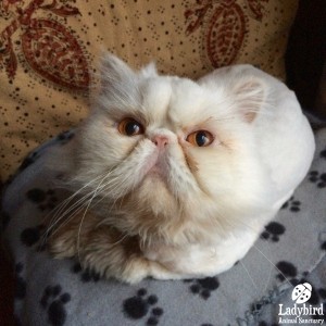 Coconut