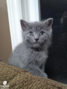 Zelda