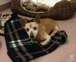 Rest in peace Buster