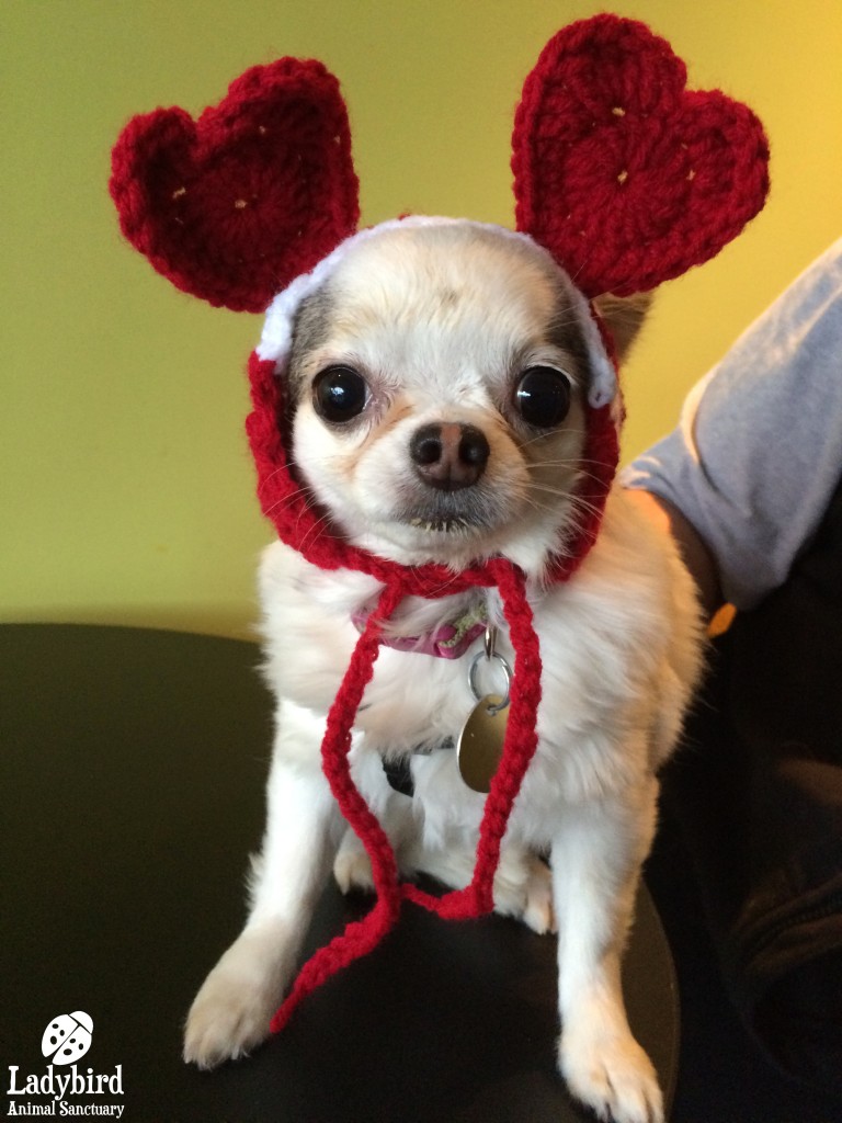 Pet hat