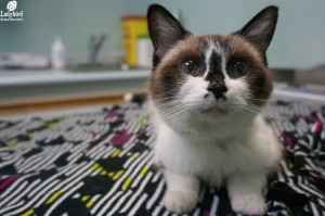 Libby