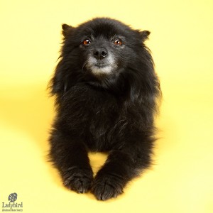 Max - photo by phurtography.ca
