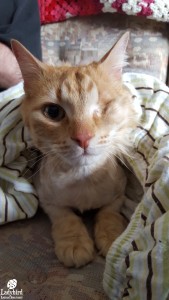 Simba adopted