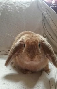Hazel