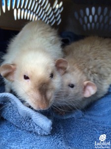Rats