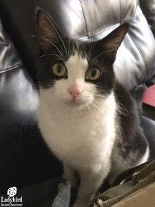 Ariel adopted