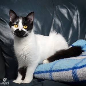 Dottie - photo by phurtography.ca