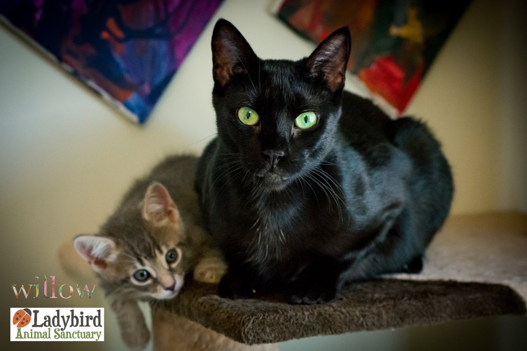 Yoshi & Yuki - photo by www.facebook.com/willowbeanphotography