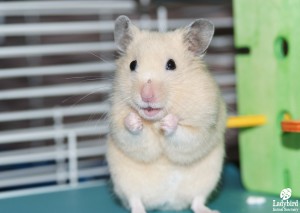Stanley adopted