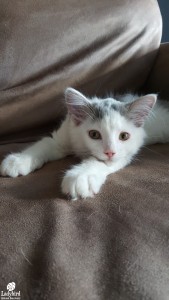 Trixie @ foster