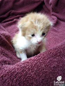 Kitten
