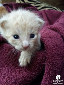 Kitten