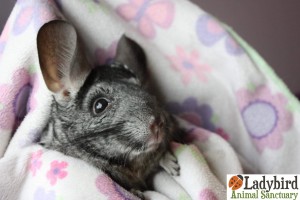 Bonnie