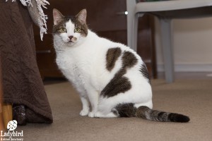 Harvey - photo by Ted Buck