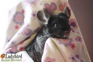 Winnie
