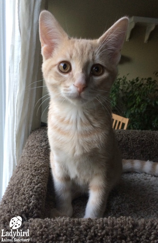 Pablo
