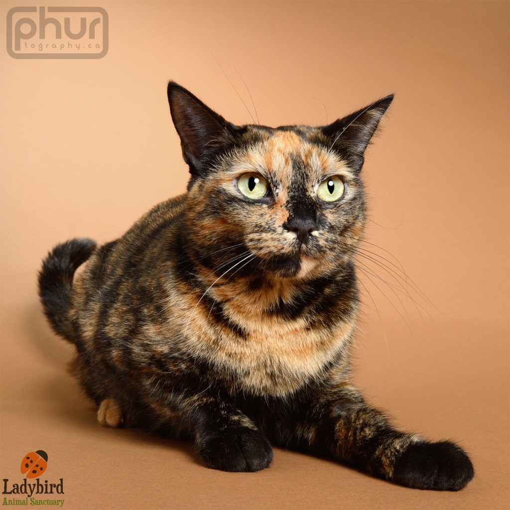 Candy - photo by phurtography.ca