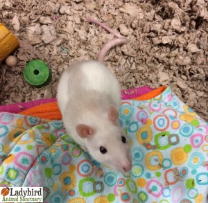Cherry @ Pet Valu