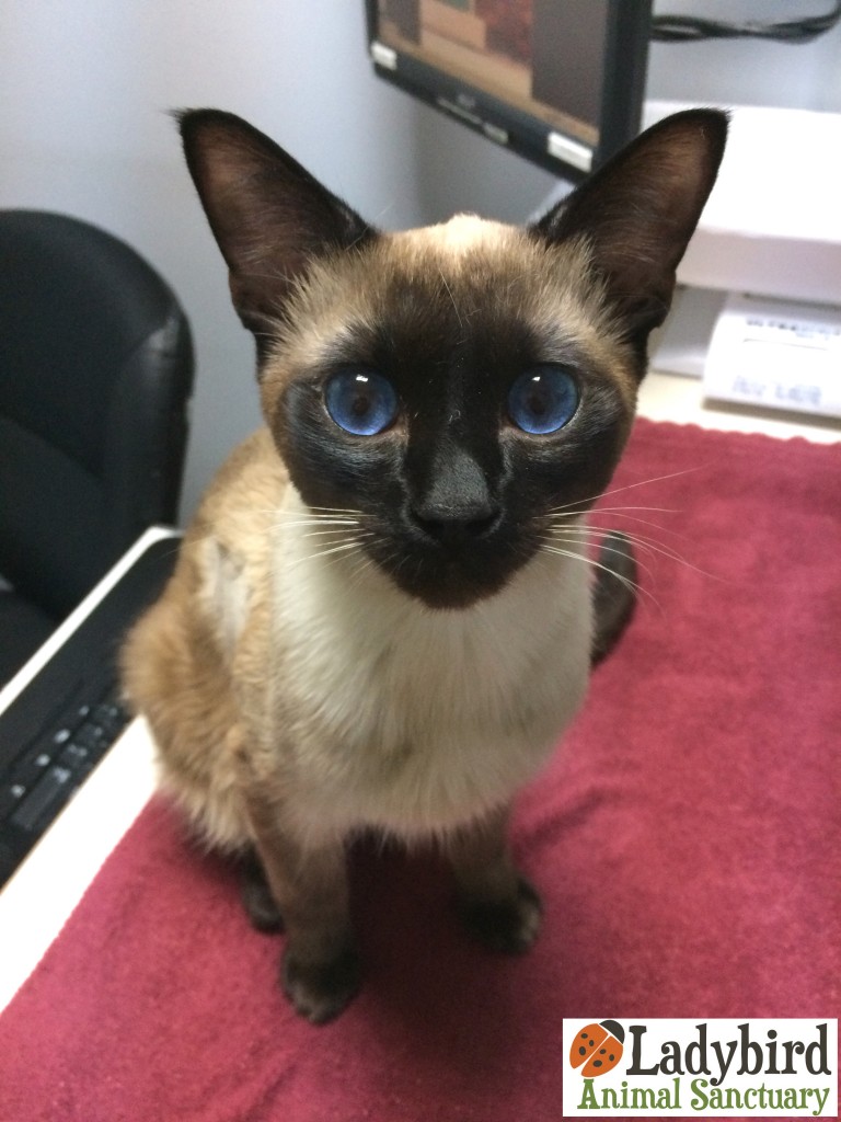 Tao @ vet