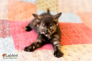 Charlie - photo by Willow Bean Photography