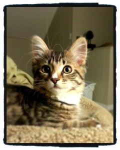Cookie adopted