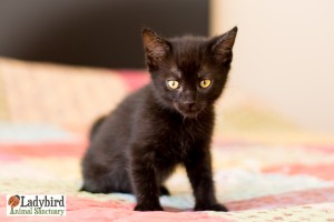 Pantera - photo by Willow Bean Photography