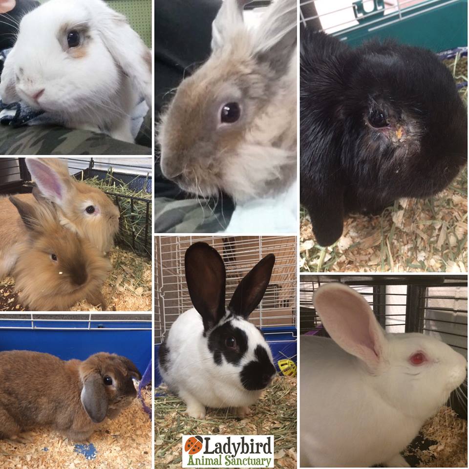 Abandoned rabbits