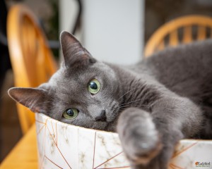 Gracie - photo by Luca Simpson
