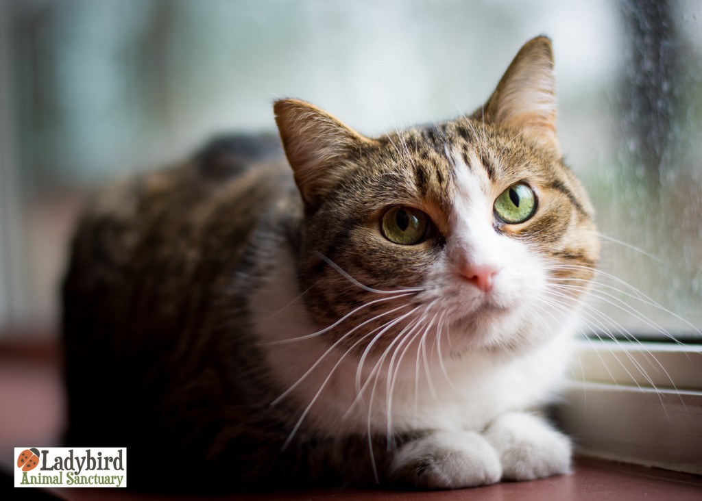 Ella - photo by Willow Bean Photography