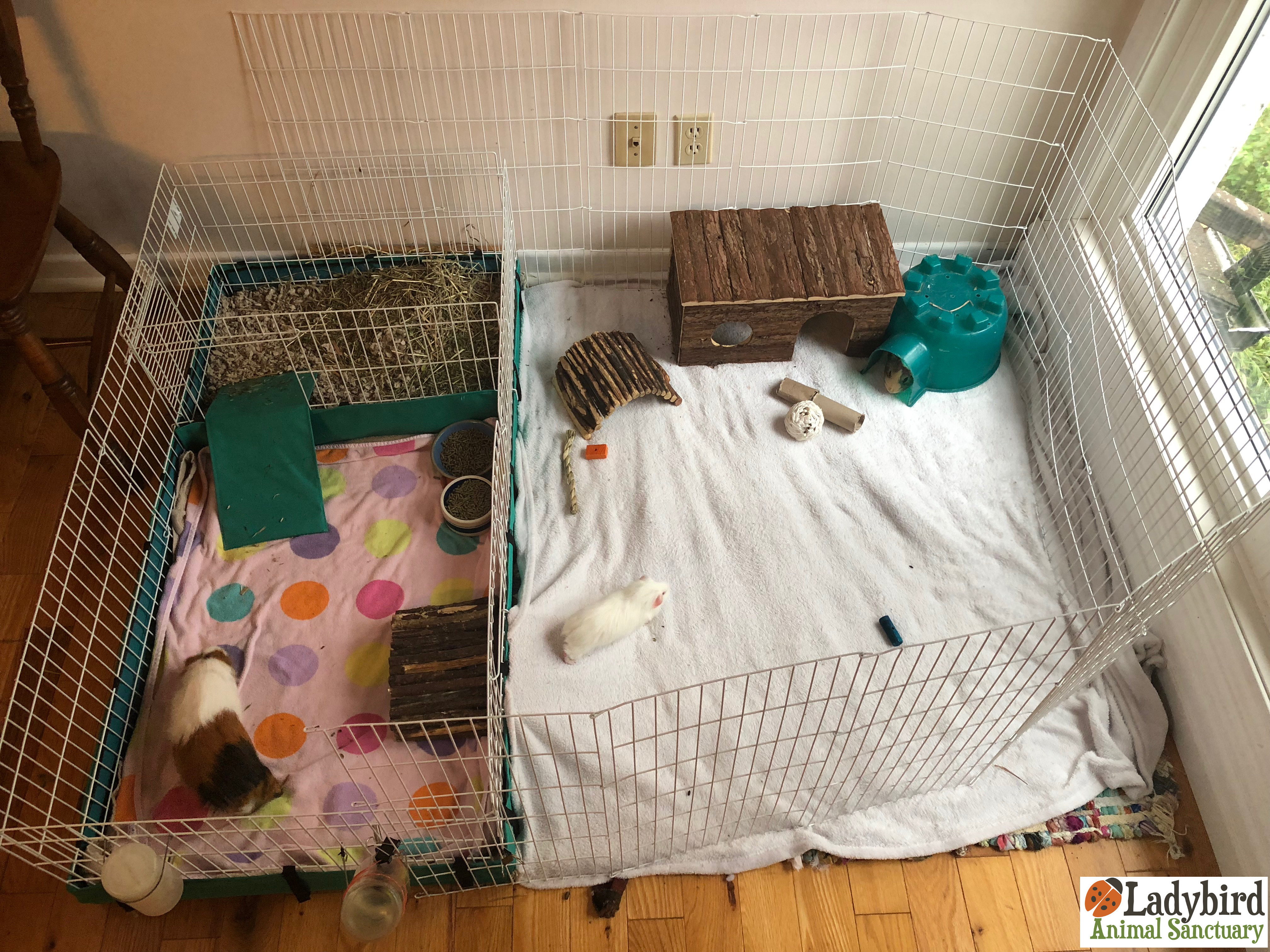 guinea pig cage ideas