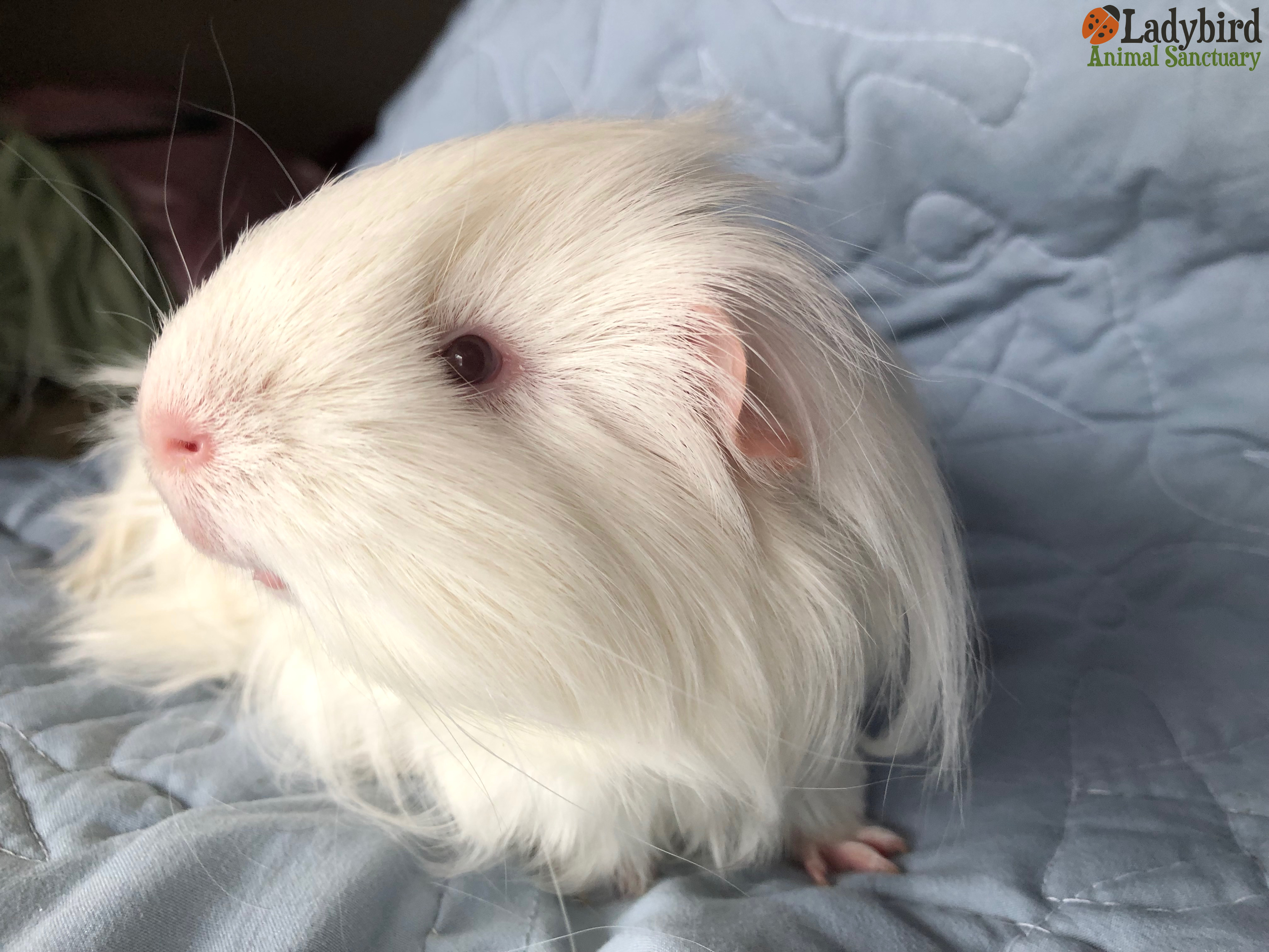 fluffy white guinea pig