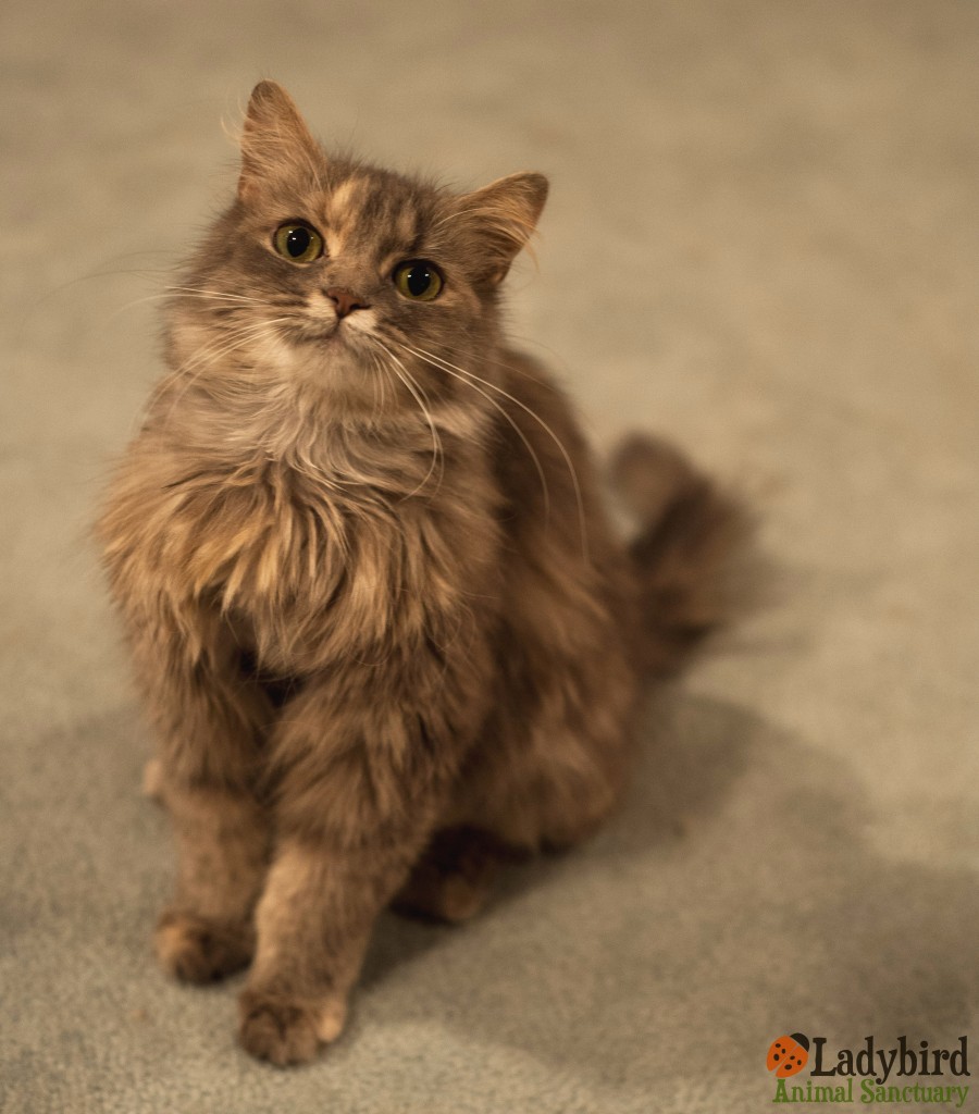 Leia @ foster