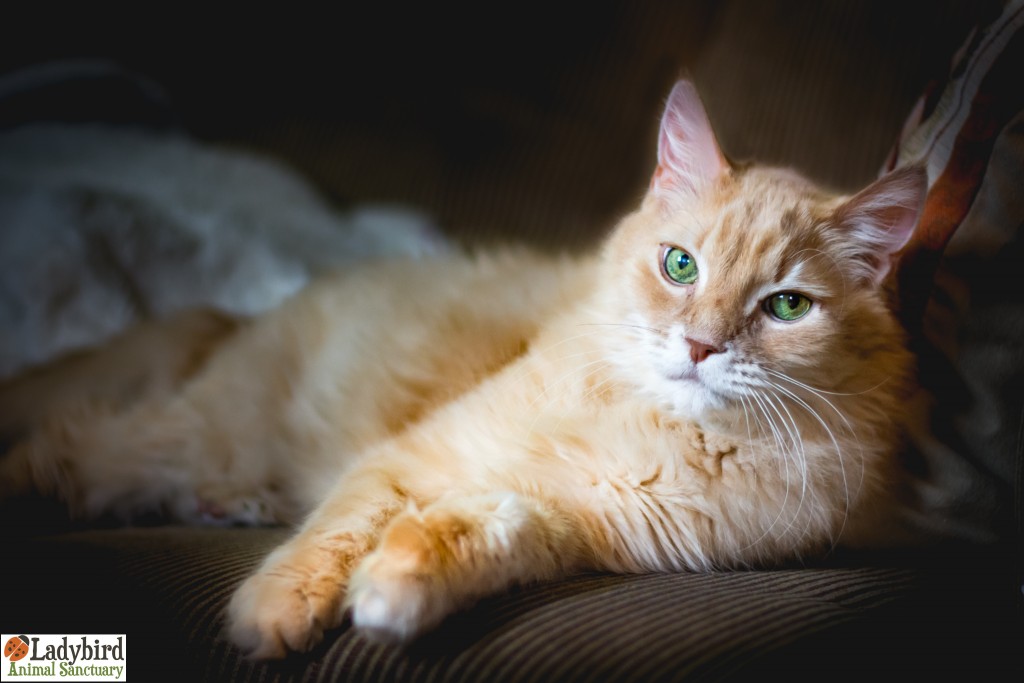 Boyd - photo by Willow Bean Photography