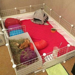 C&C Guinea Pig cage