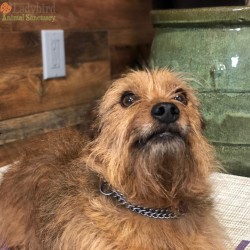 Snickers adopted