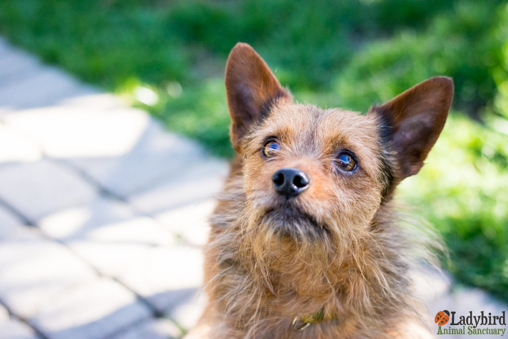Snickers - photo by Willow Bean Photography