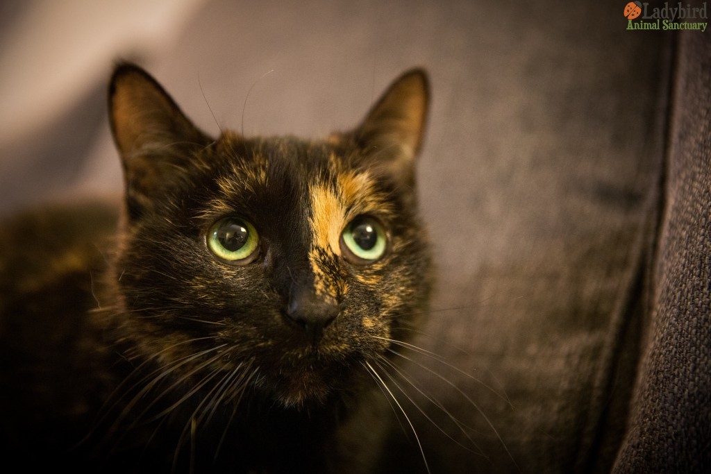 Shyla - photo by Luca Simpson