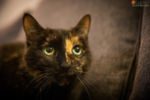 Shyla - photo by Luca Simpson