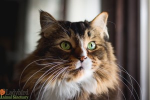 Milo - photo by Willow Bean Photography