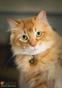 Felix - photo by Willow Bean Photography