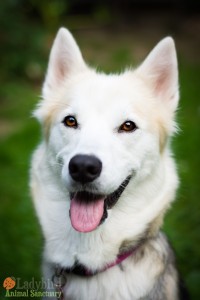 Honey - photo by Willow Bean Photography