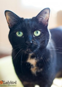 Mildred - photo by Willowbean Photography