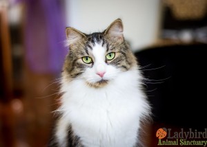 Milton - photo by Willowbean Photography