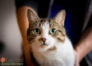 Rosanne - photo by Willow Bean Photography
