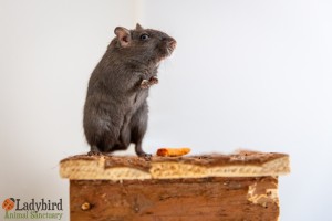 Fred - photo by Luca Simpson