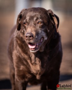 Suzie - photo by Luca Simpson