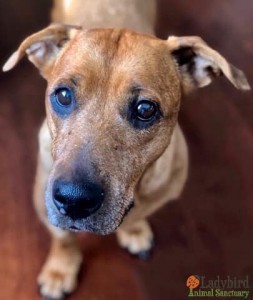 Amy - photo by Pets in the City