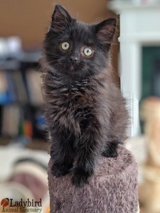 Frankie