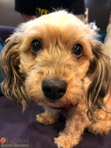 Peanut Butter rescue day